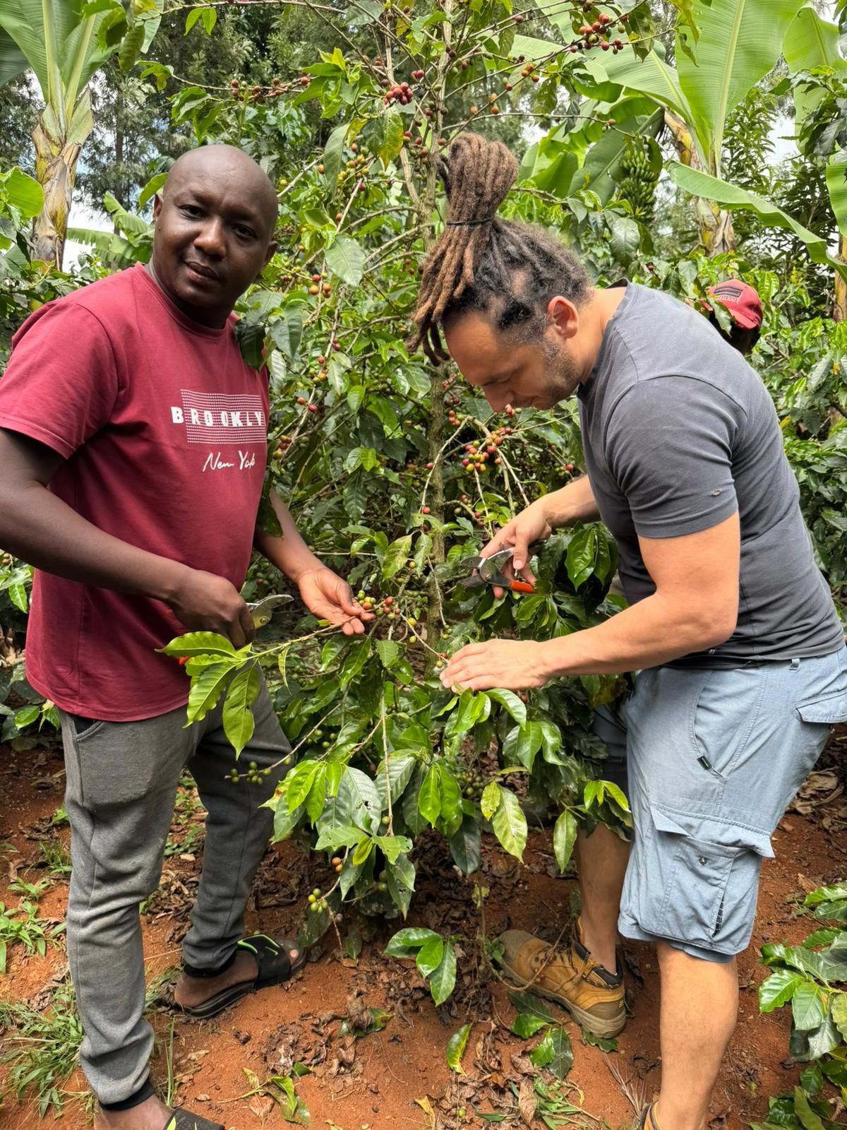 Two men picking coffee cherries on a Kenyan farm, from a Visatile experience